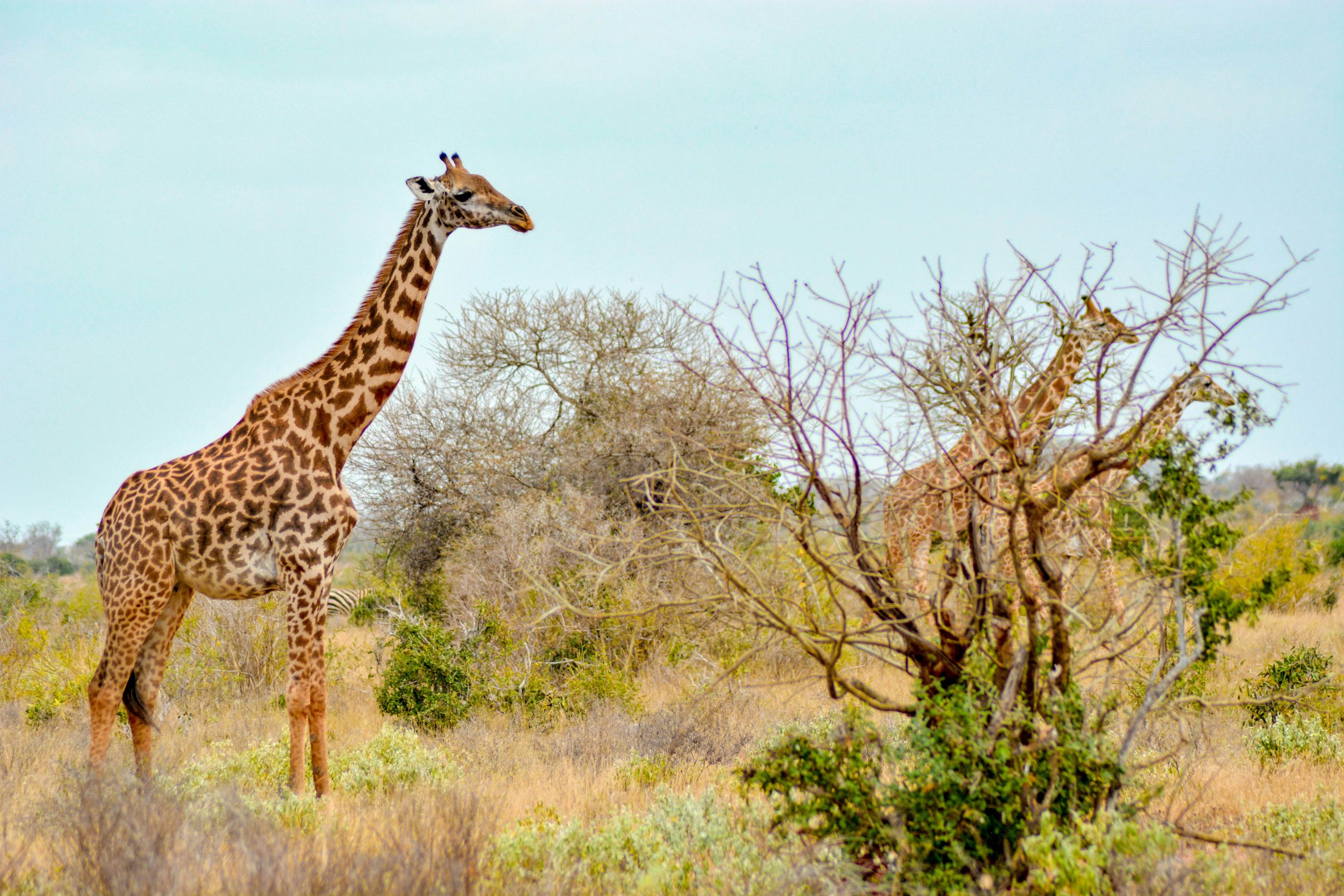Hello World Featured Image